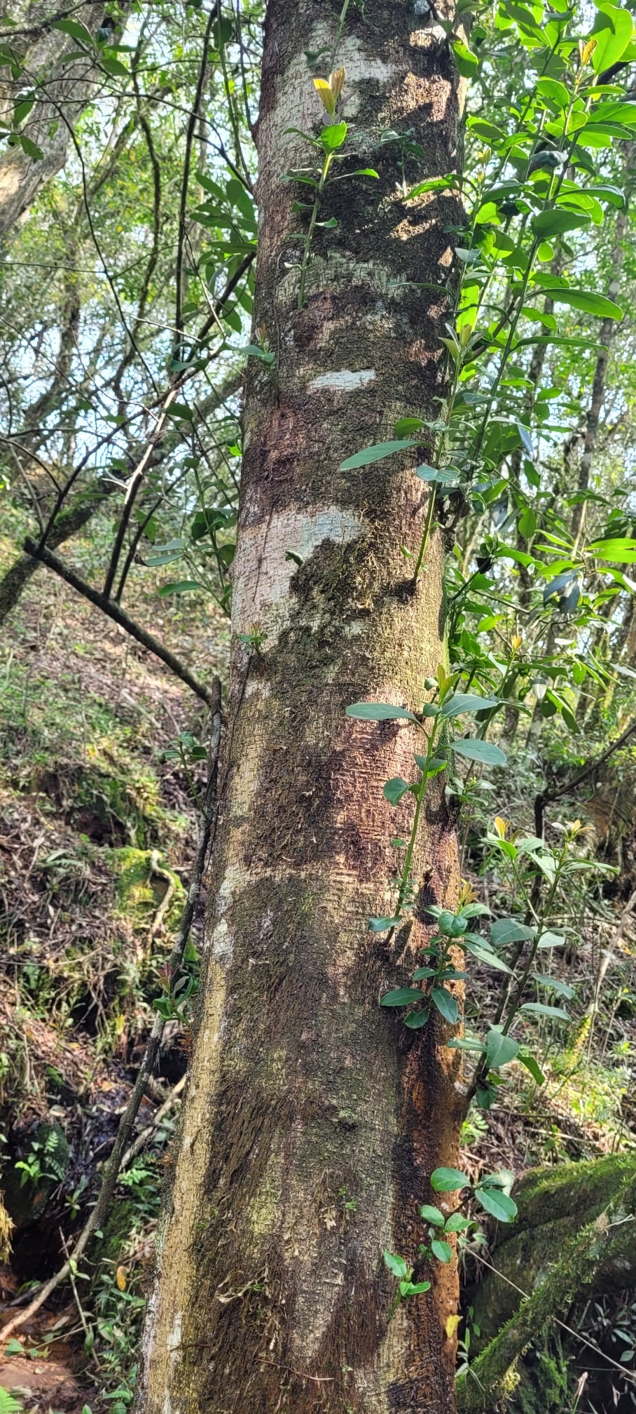 Imagem de Erva-mate