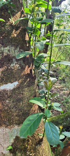 Image of Ilex paraguariensis by no rights reserved