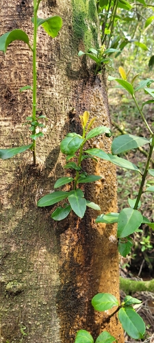 Foto de Erva-mate