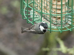 Periparus ater