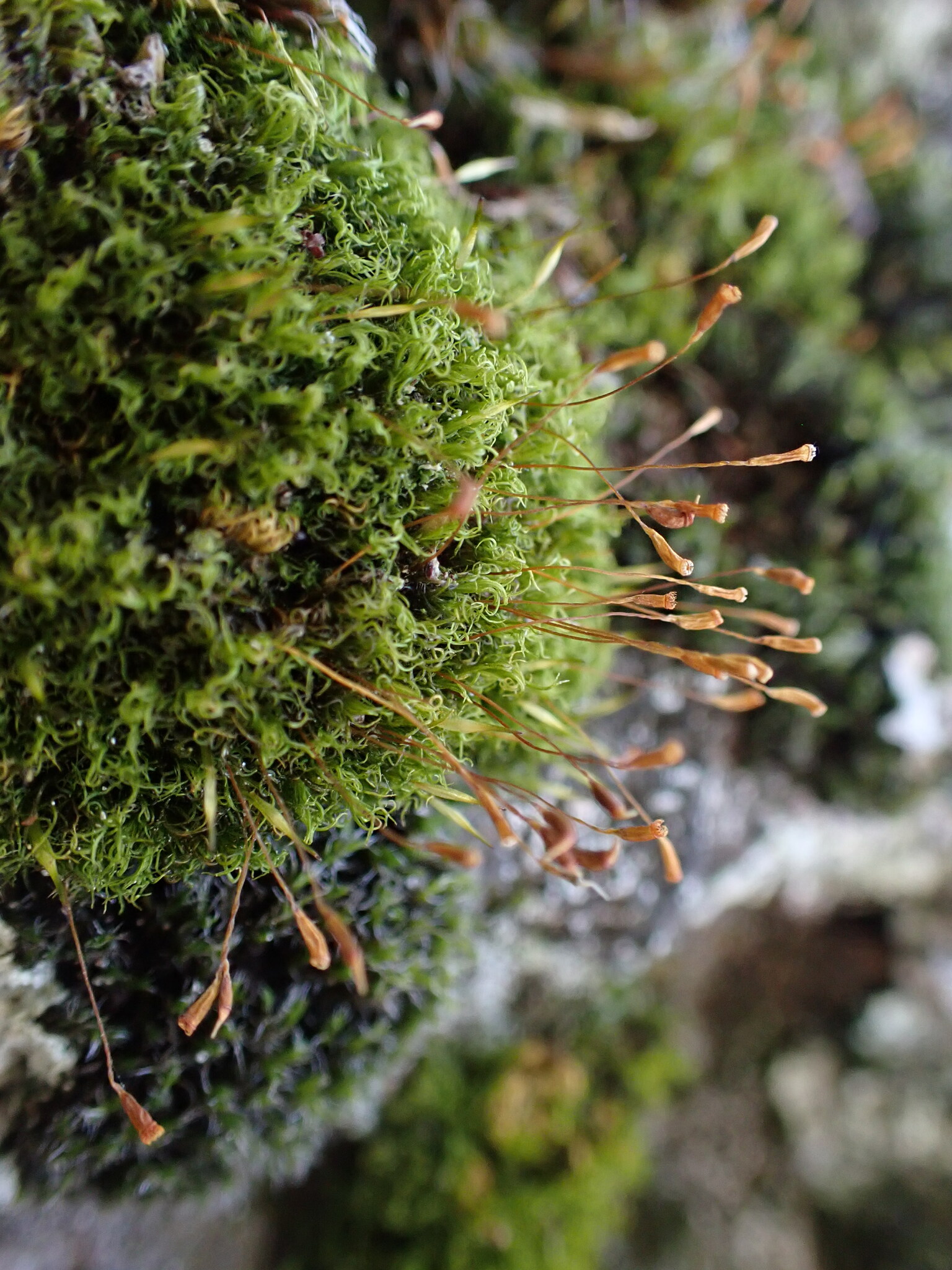 Cynodontium strumiferum