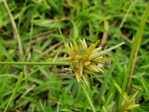 Image of Cyperus lanceolatus by (c) Tyler Bishop, some rights reserved (CC BY)