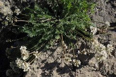 Oxytropis dasypoda