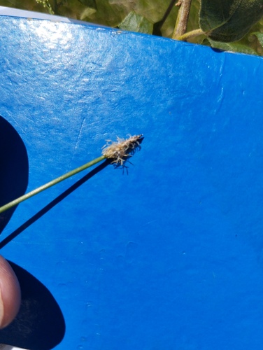 Eleocharis montana observed 2024-09-18