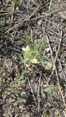 Sisymbrium altissimum