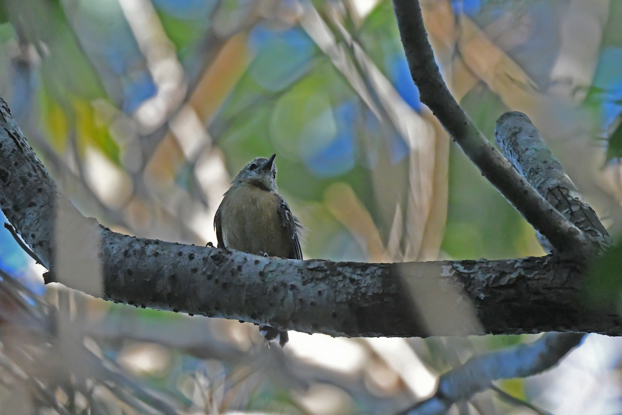 Pectoral Antwren (Herpsilochmus pectoralis), photo 5