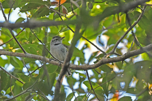 Pectoral Antwren (Herpsilochmus pectoralis), photo 5
