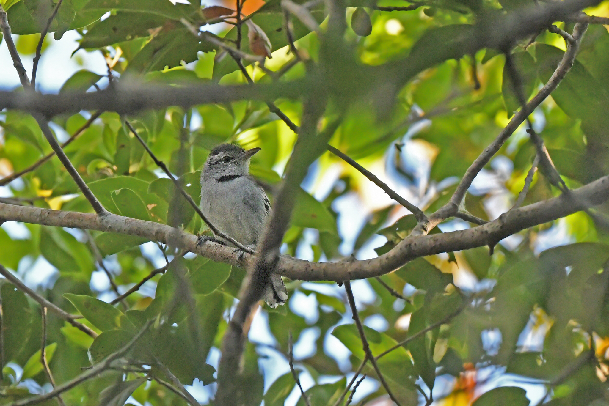 Pectoral Antwren (Herpsilochmus pectoralis), photo 6
