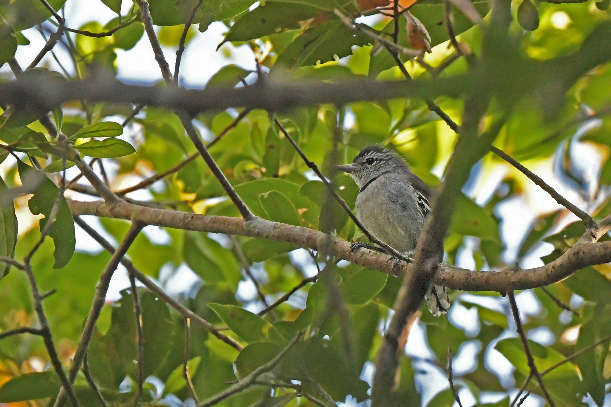 Pectoral Antwren (Herpsilochmus pectoralis), photo 8
