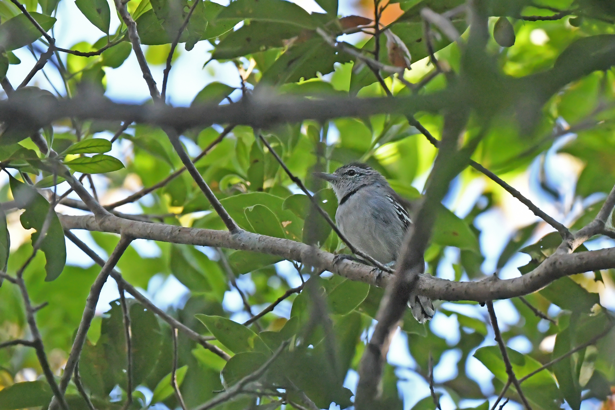 Pectoral Antwren (Herpsilochmus pectoralis), photo 7