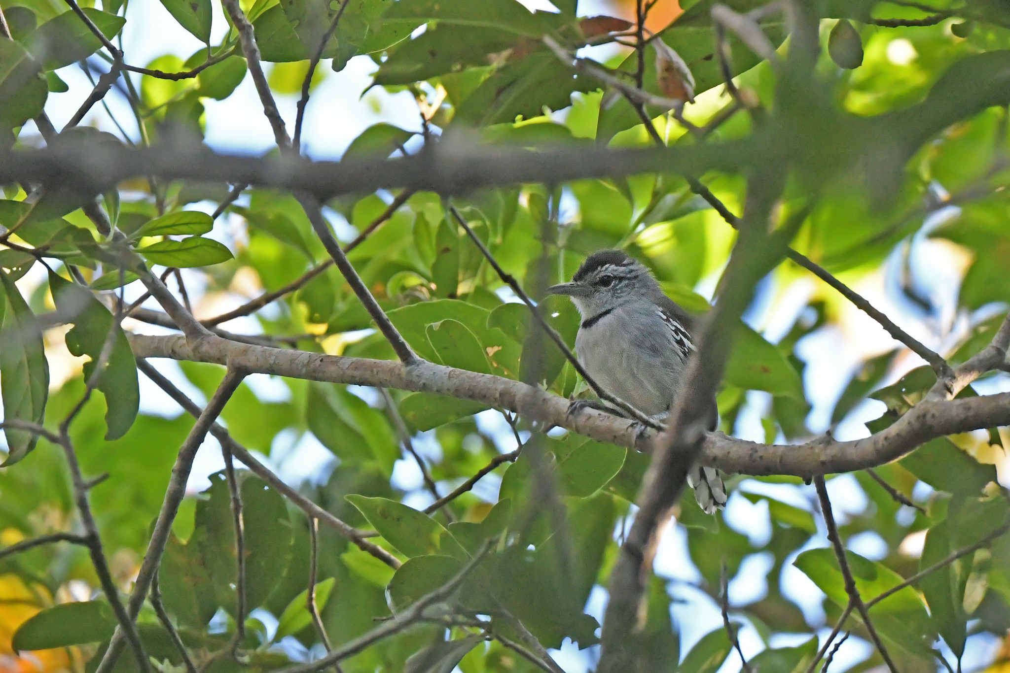 Pectoral Antwren (Herpsilochmus pectoralis), photo 9