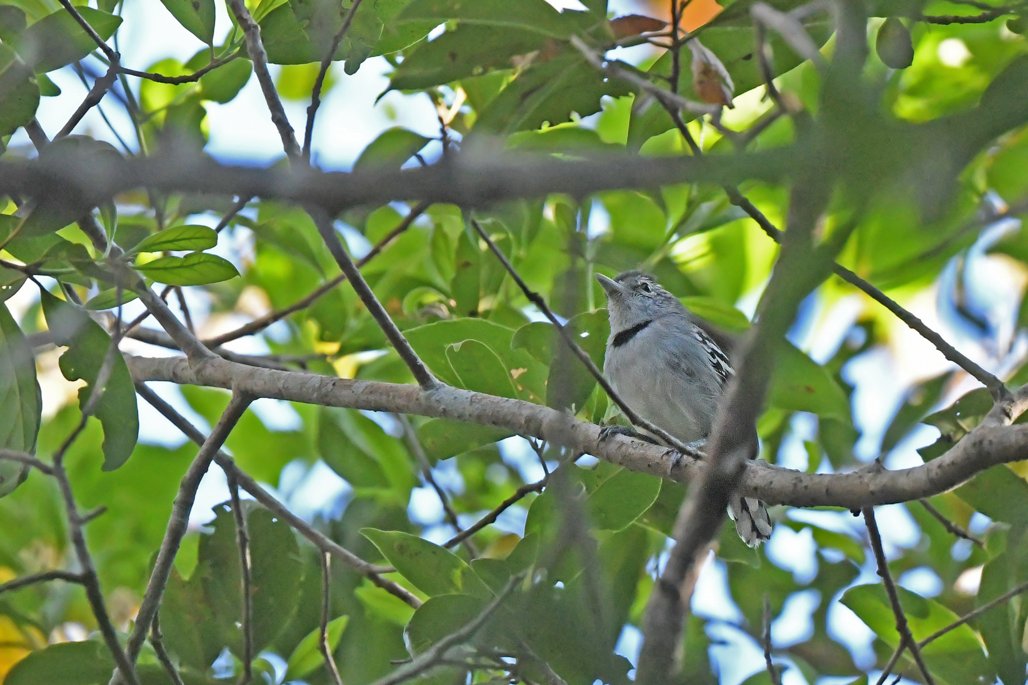 Pectoral Antwren (Herpsilochmus pectoralis), photo 10