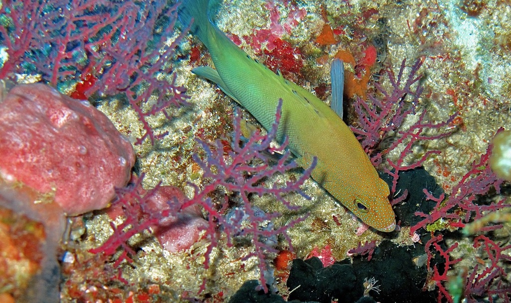 Blue-finned Rock Cod