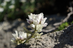 Oxytropis dasypoda