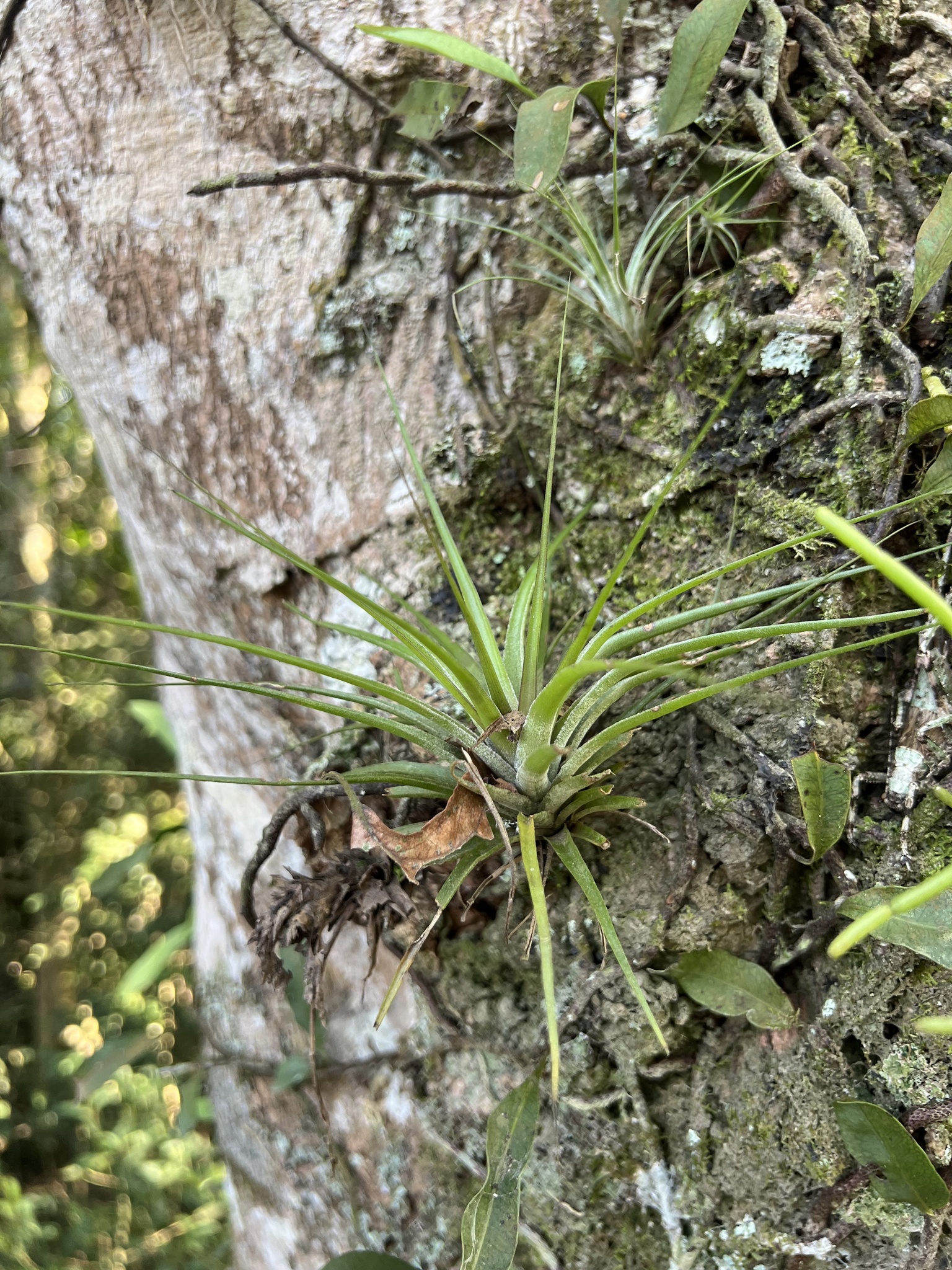Tillandsia stricta