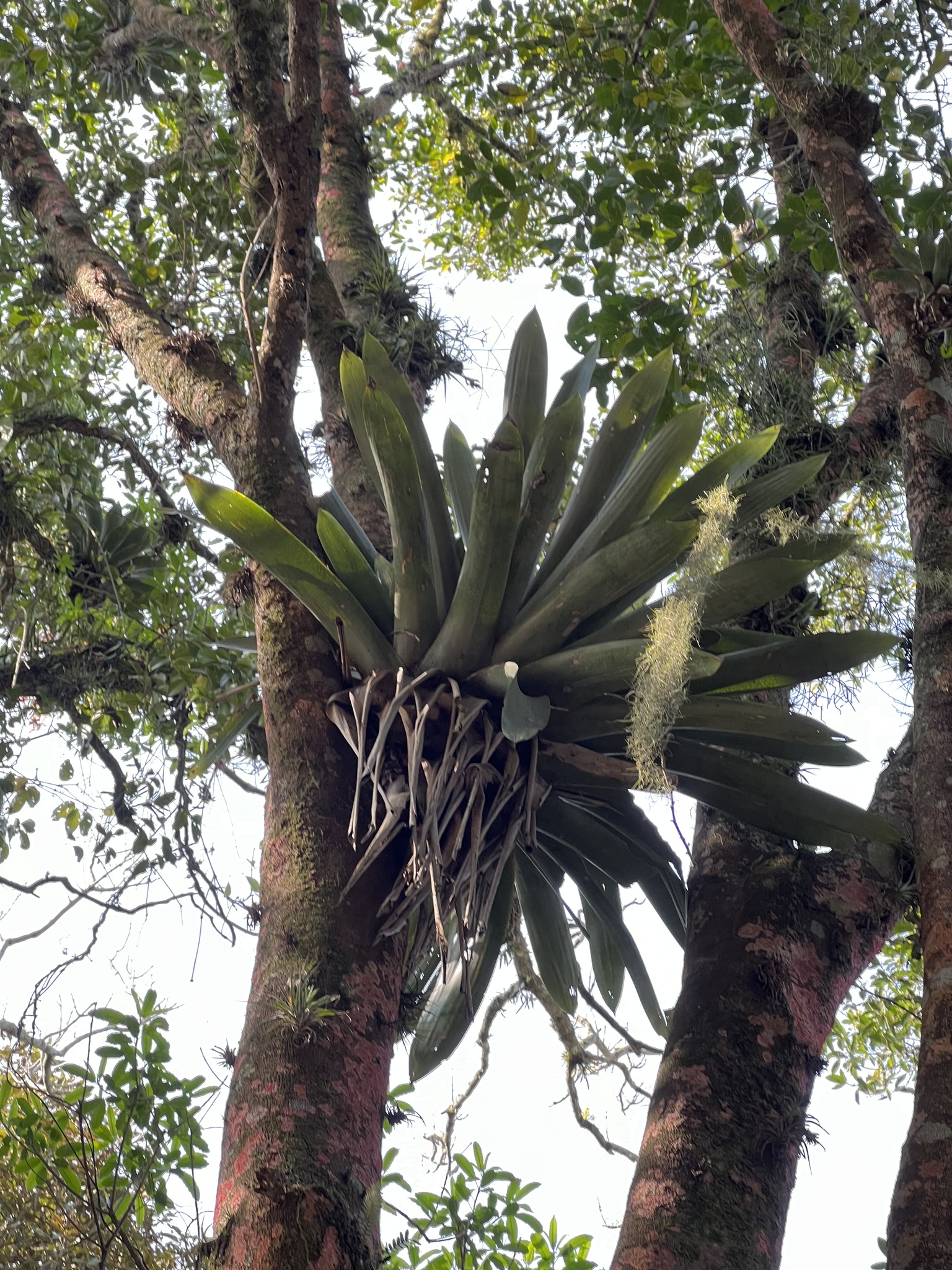 Vriesea gigantea