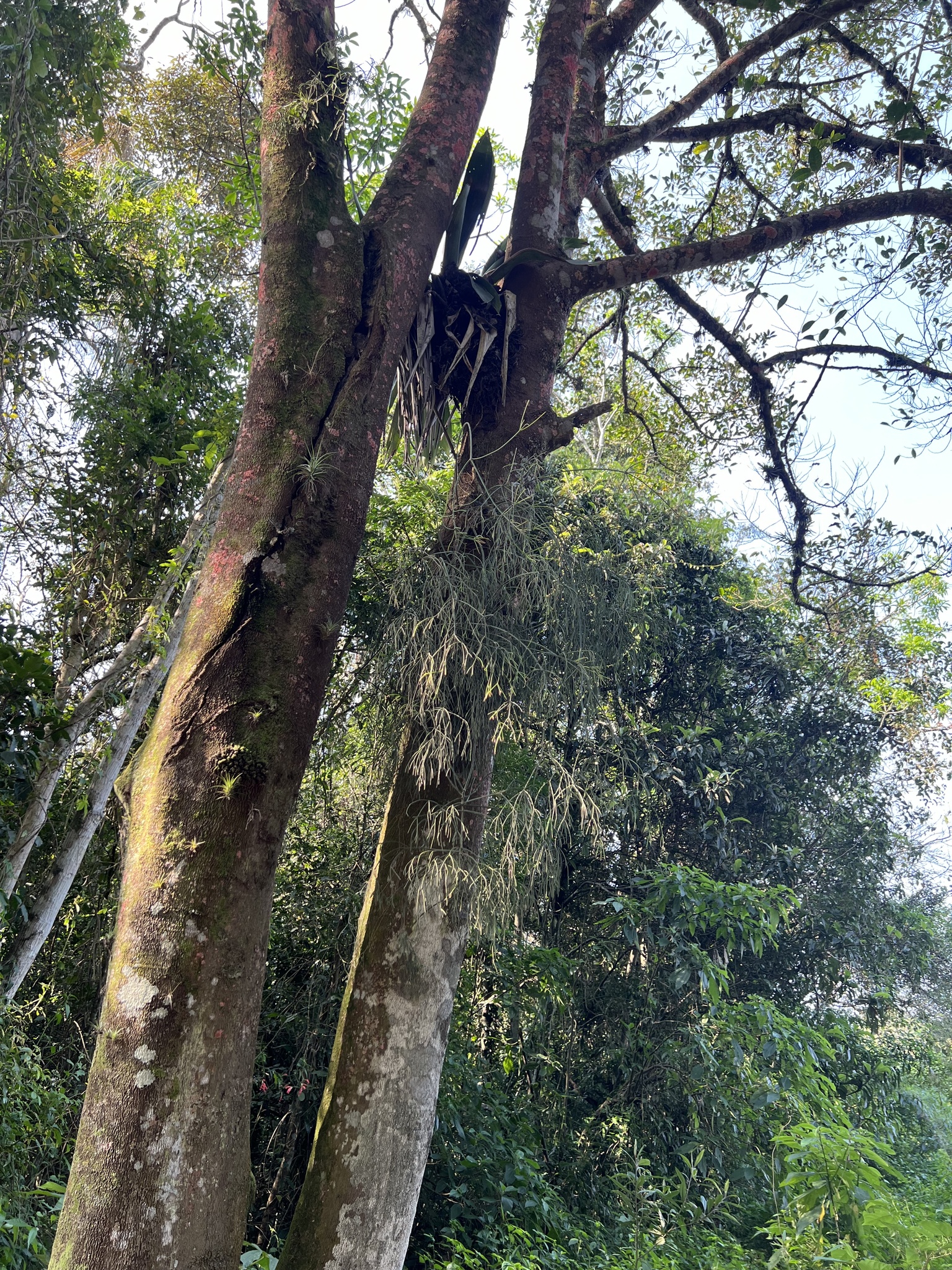 Rhipsalis teres