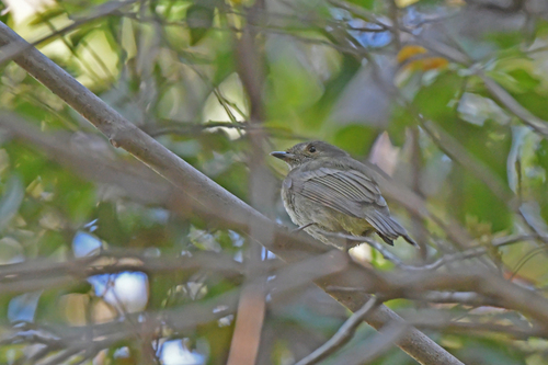 Pale-bellied Tyrant-Manakin (Neopelma pallescens), photo 3