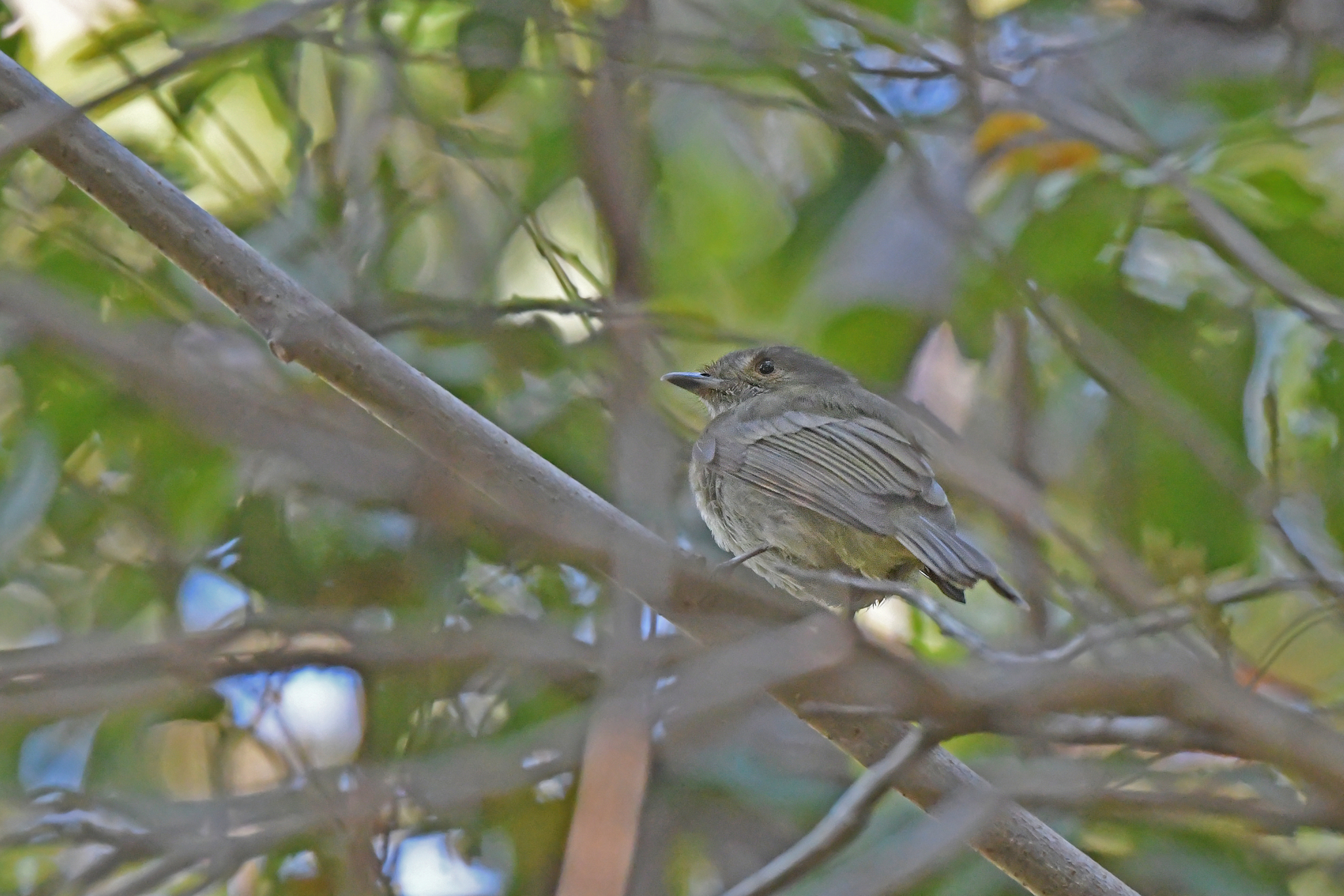 Pale-bellied Tyrant-Manakin (Neopelma pallescens), photo 3