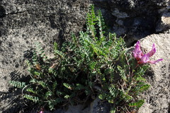 Astragalus buschiorum