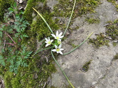 Ornithogalum sintenisii