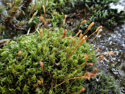Cynodontium strumiferum observed 2024-09-21