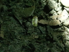 Lamprohiza splendidula