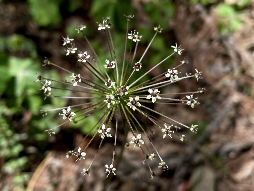 Neogoezia minor