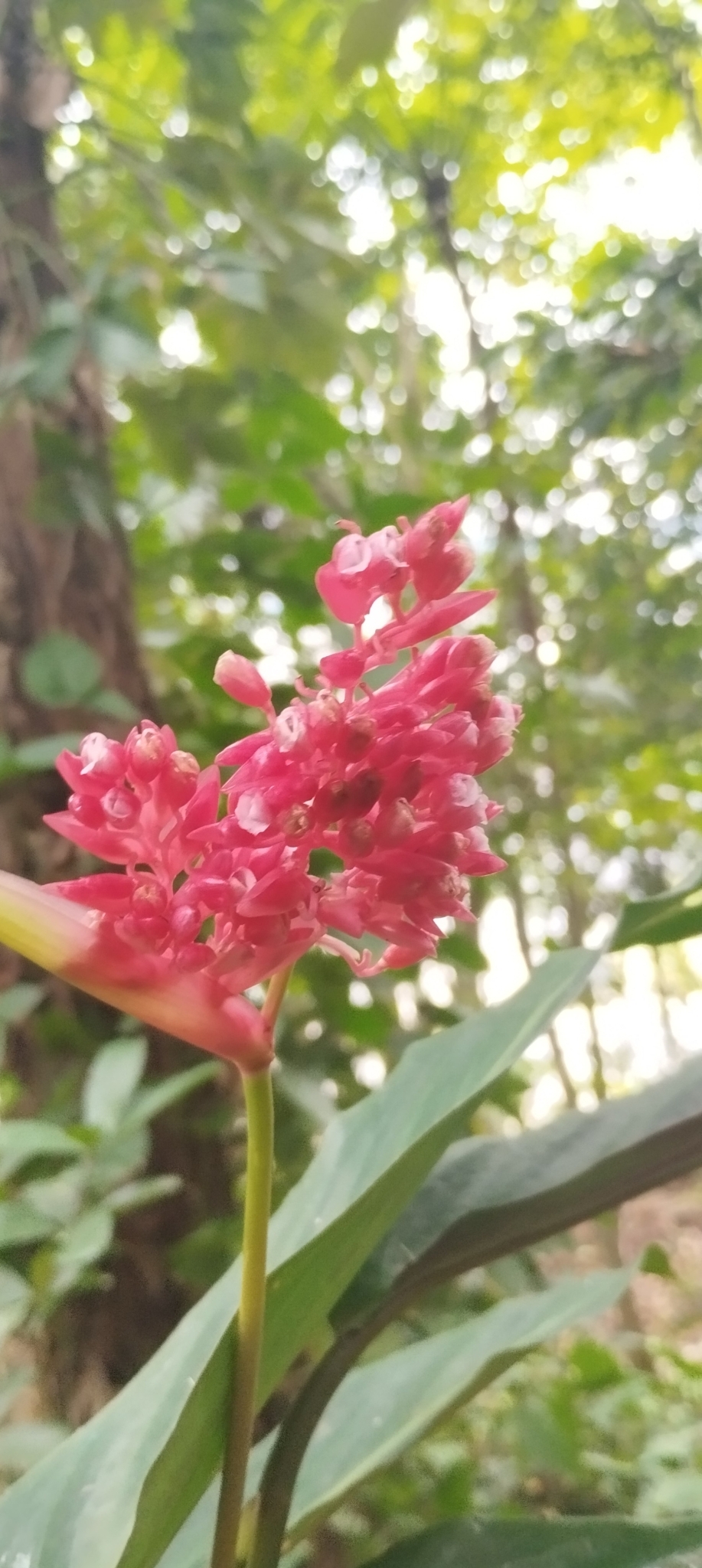 Imagem de Calateia Triostar