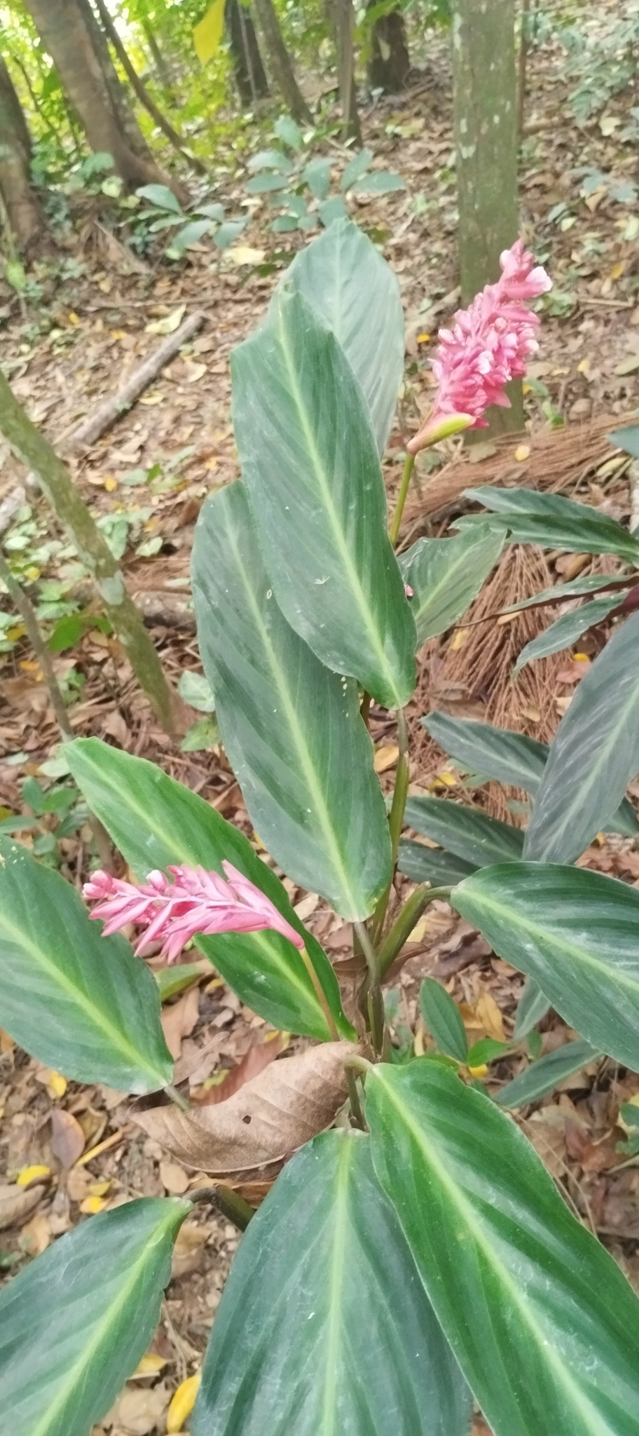 Imagem de Calateia Triostar