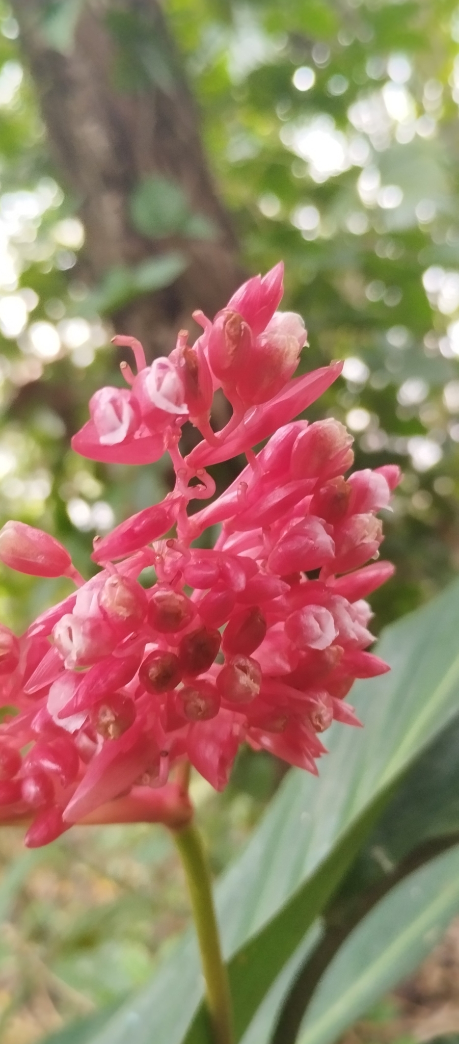 Imagem de Calateia Triostar
