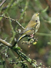 Chloris chloris