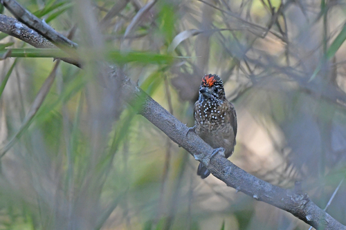 Spotted Piculet (Picumnus pygmaeus), photo 7
