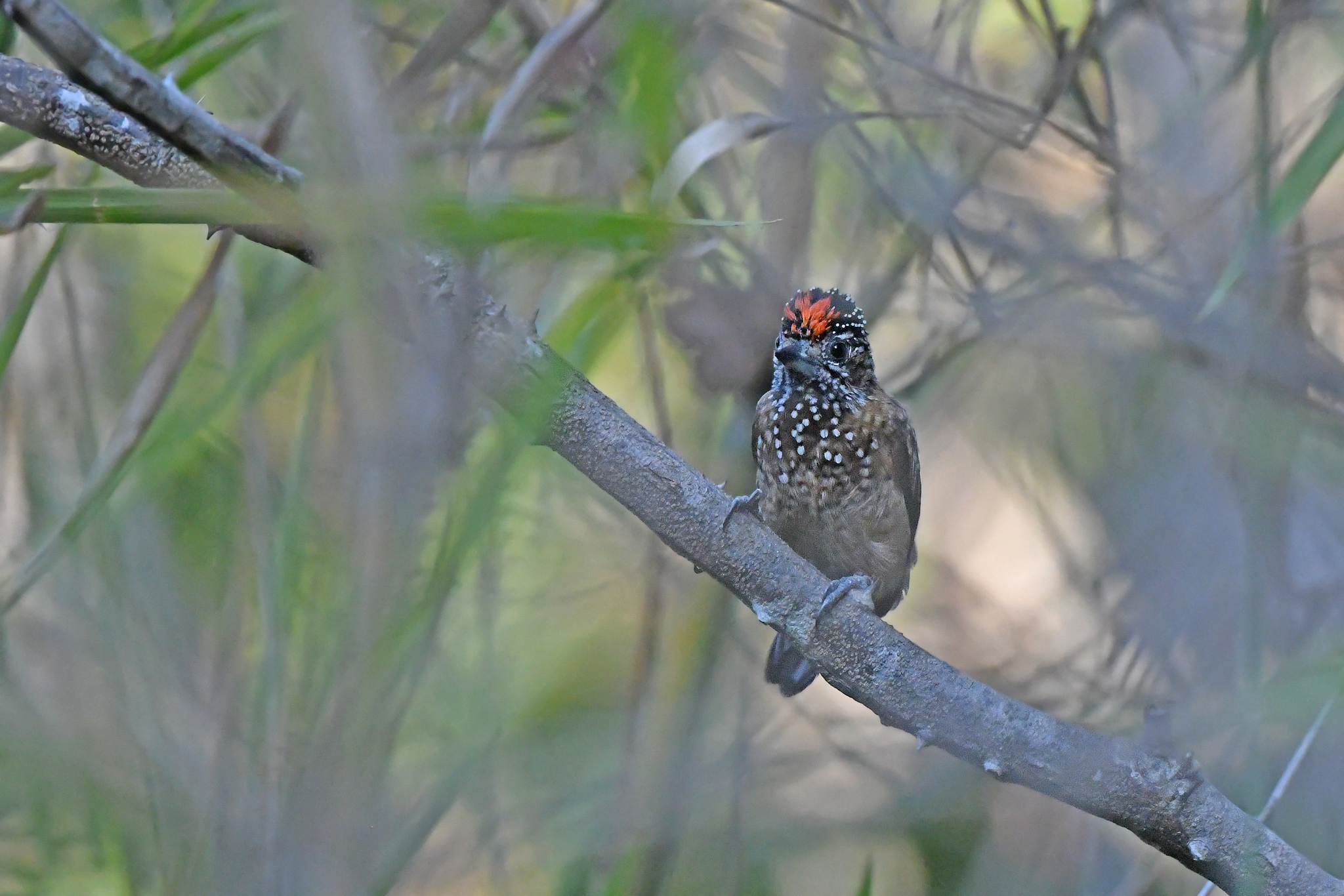 Spotted Piculet (Picumnus pygmaeus), photo 5