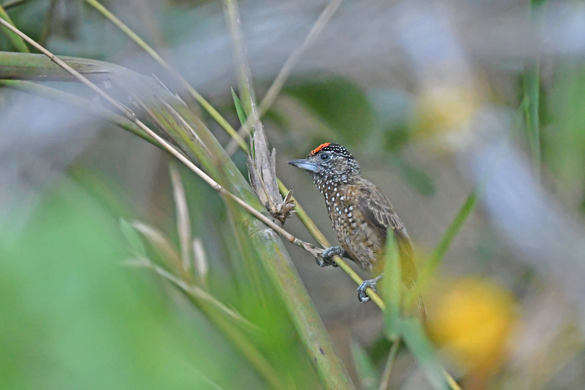 Spotted Piculet (Picumnus pygmaeus), photo 7