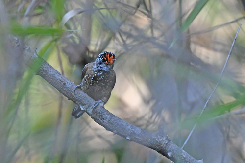 Spotted Piculet (Picumnus pygmaeus), photo 8