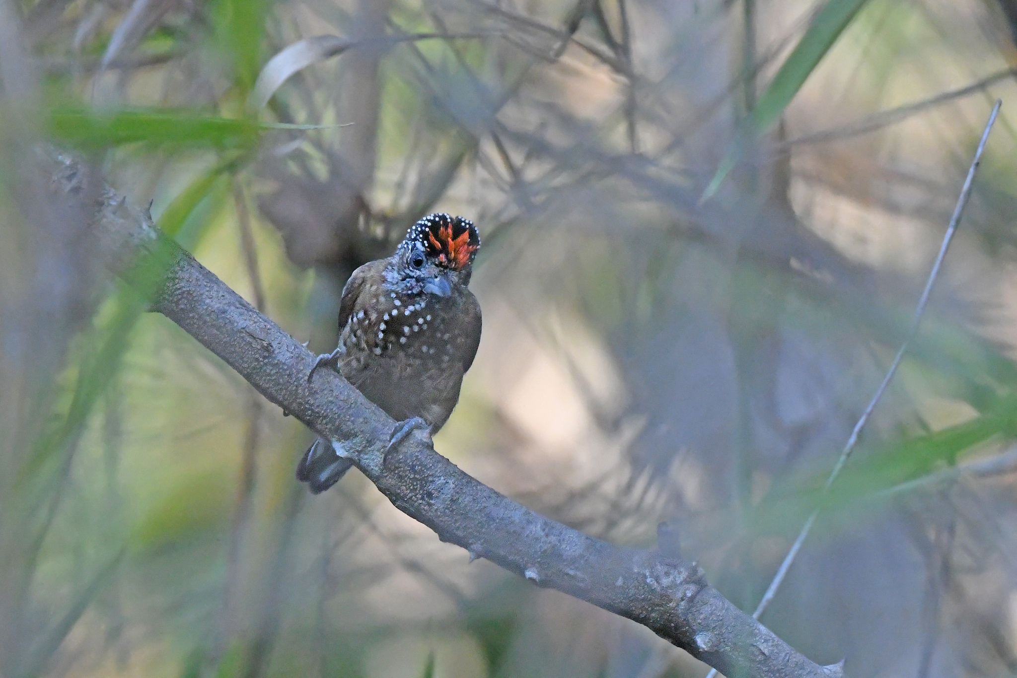 Spotted Piculet (Picumnus pygmaeus), photo 6