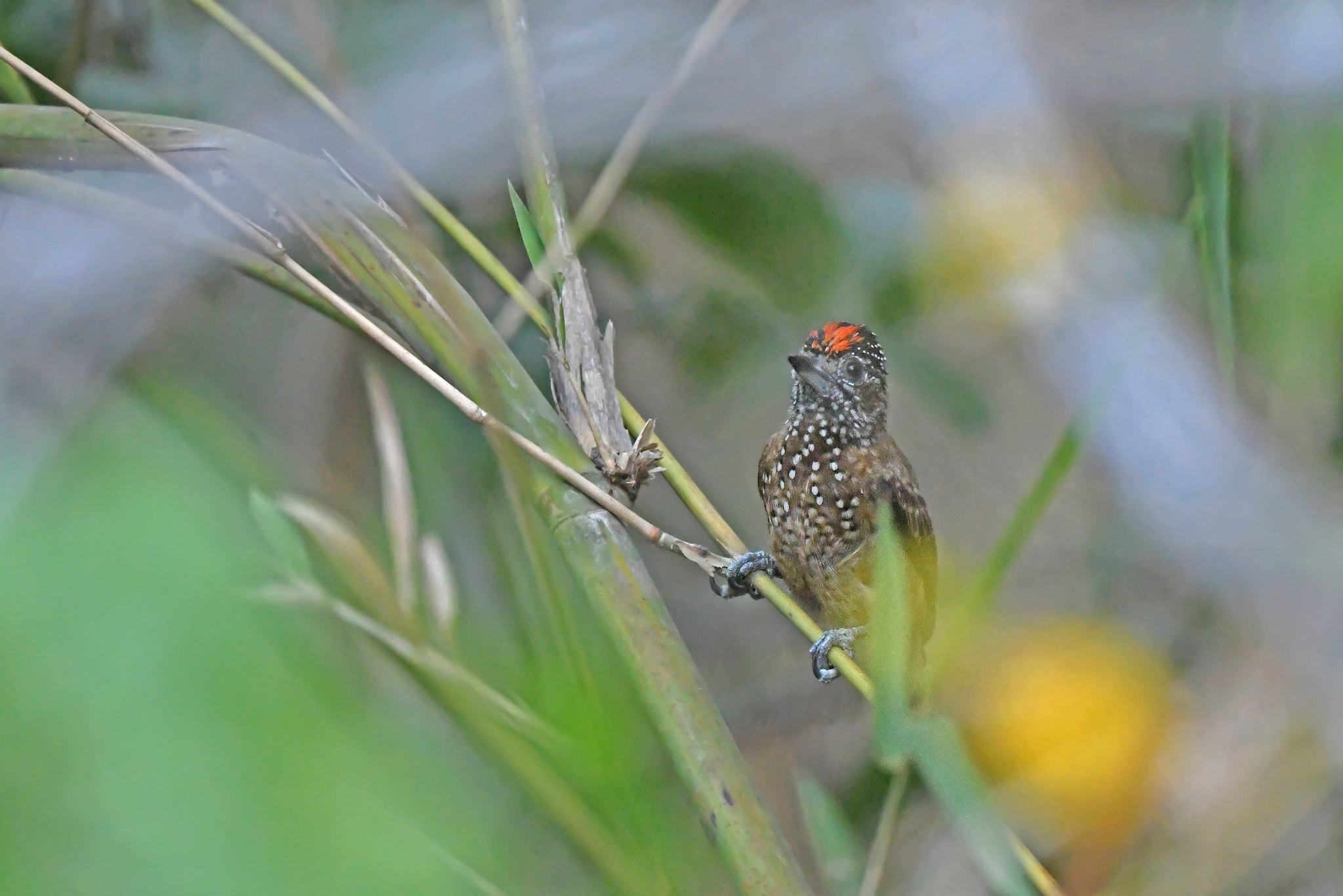 Spotted Piculet (Picumnus pygmaeus), photo 8