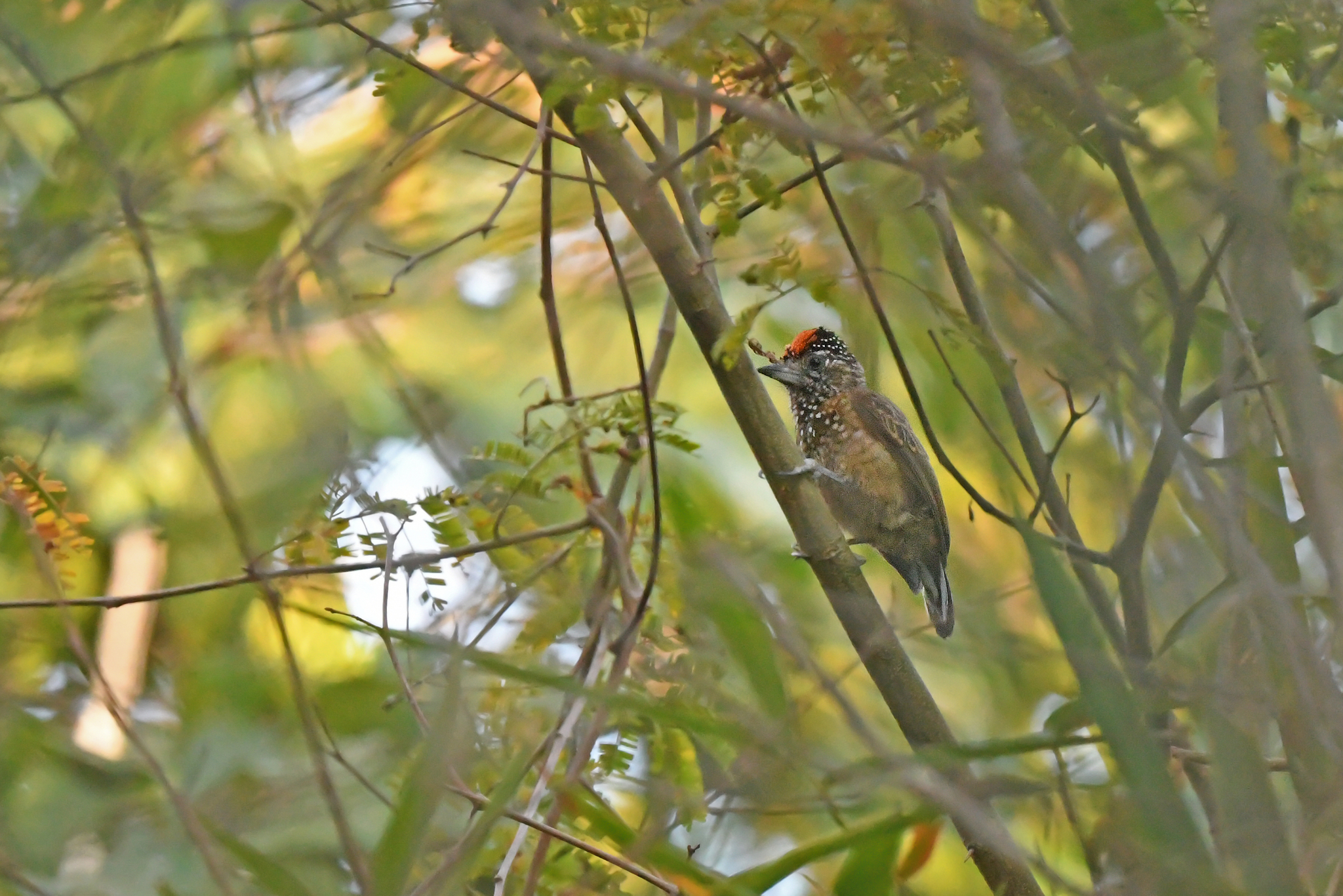 Spotted Piculet (Picumnus pygmaeus), photo 9