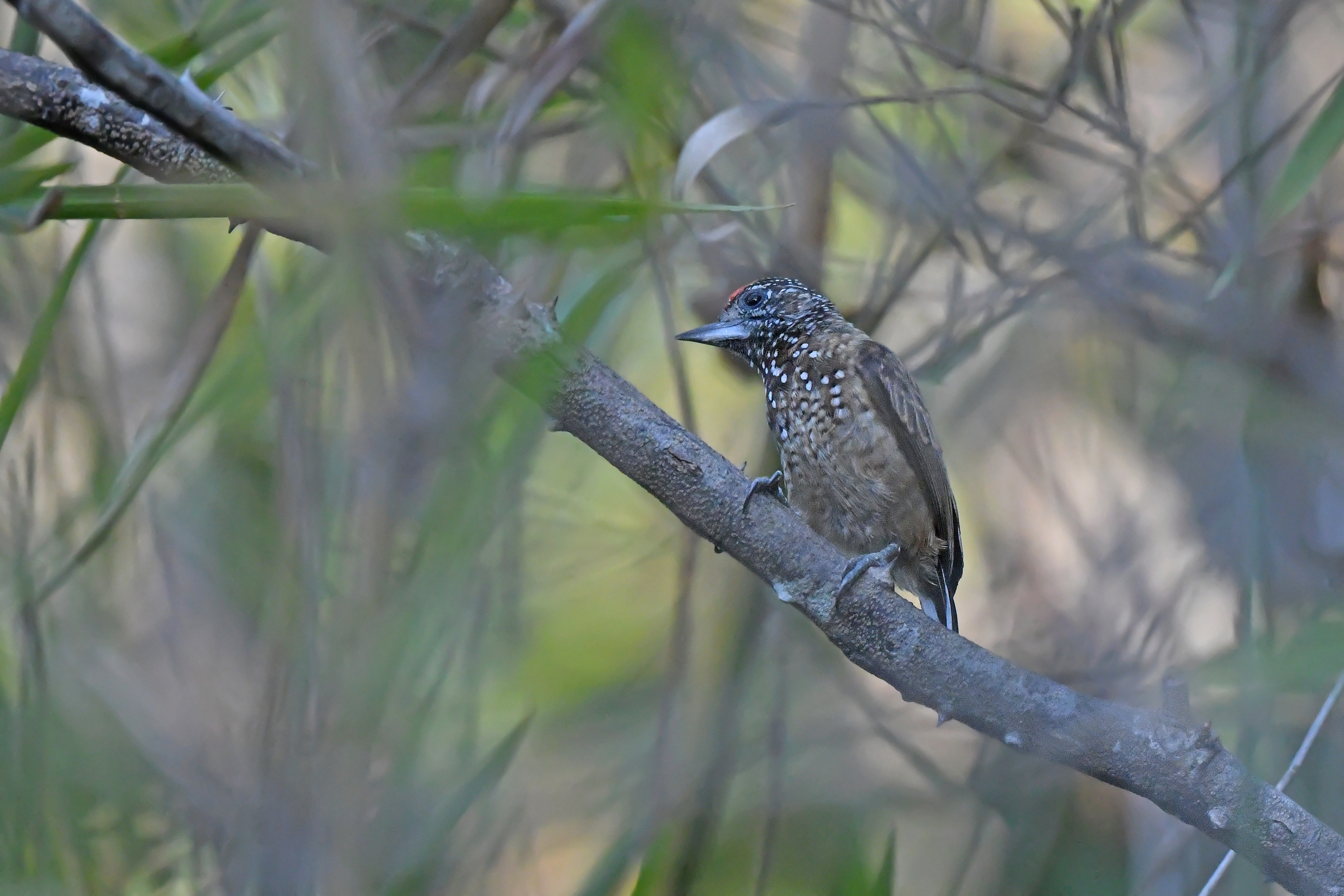 Spotted Piculet (Picumnus pygmaeus), photo 10