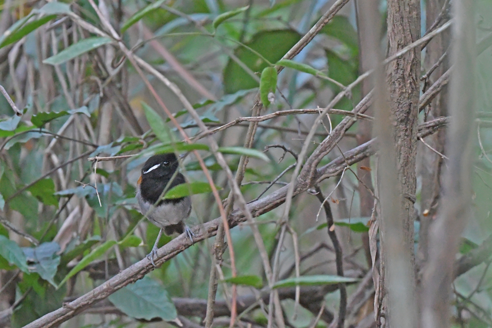 Hooded Gnateater (Conopophaga roberti), photo 7