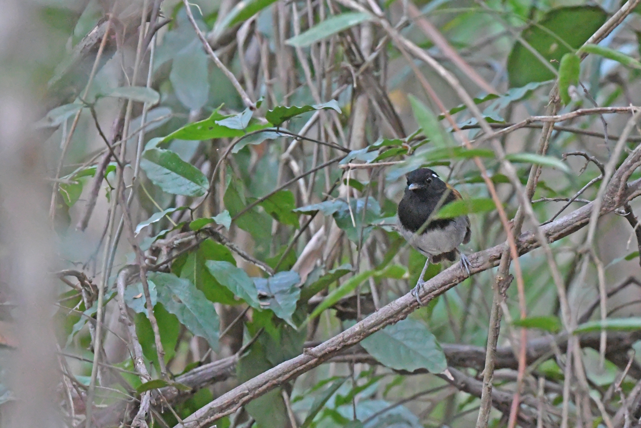 Hooded Gnateater (Conopophaga roberti), photo 2