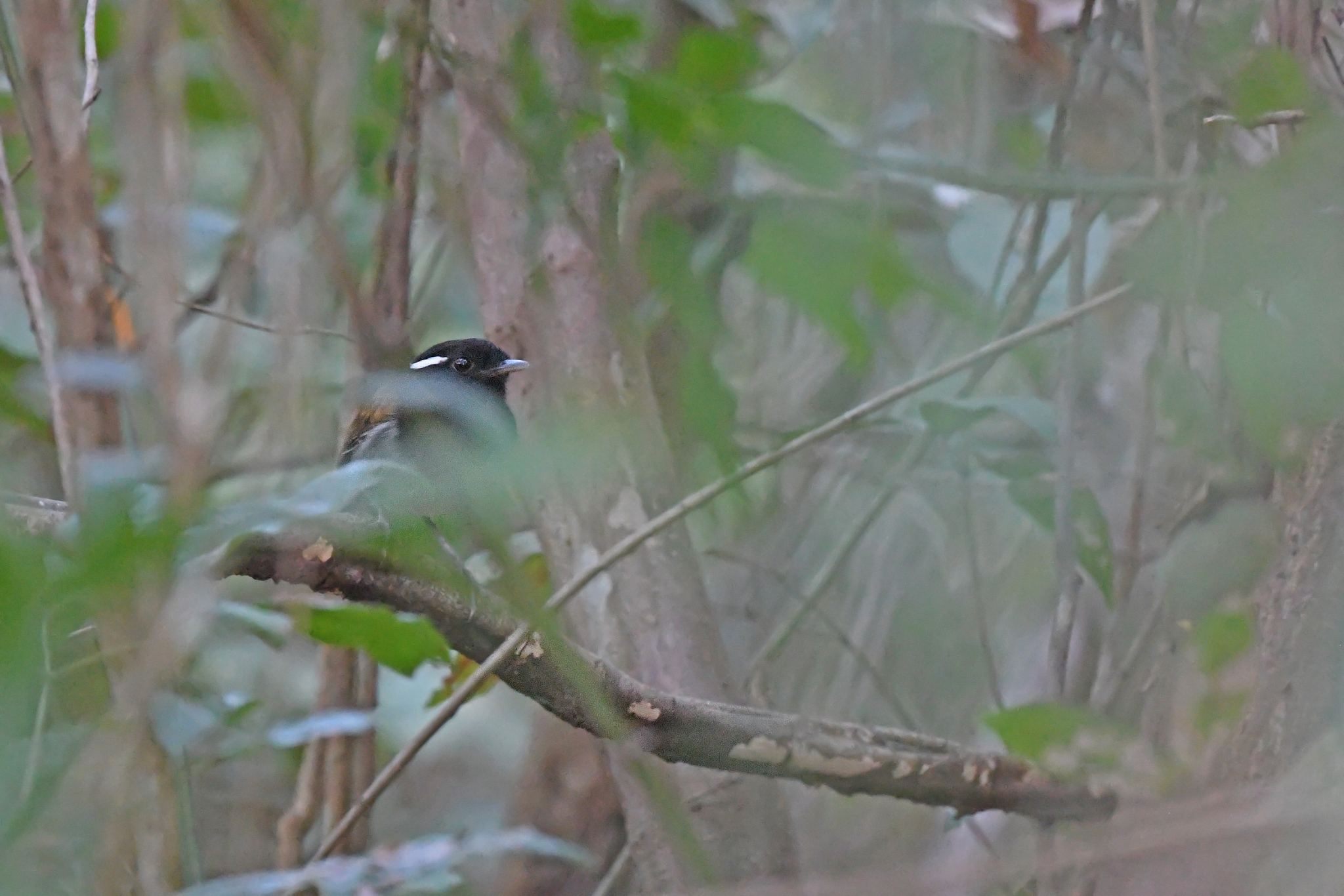 Hooded Gnateater (Conopophaga roberti), photo 8