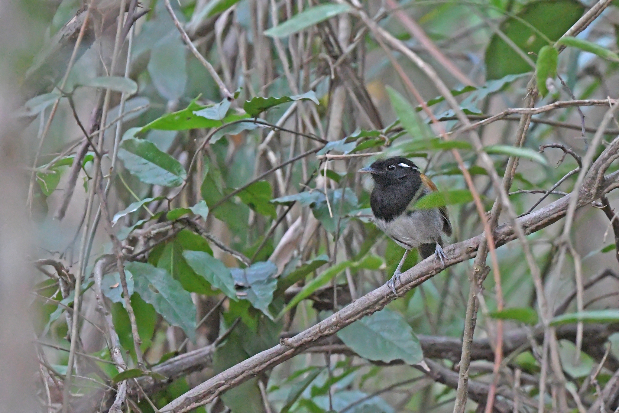 Hooded Gnateater (Conopophaga roberti), photo 4