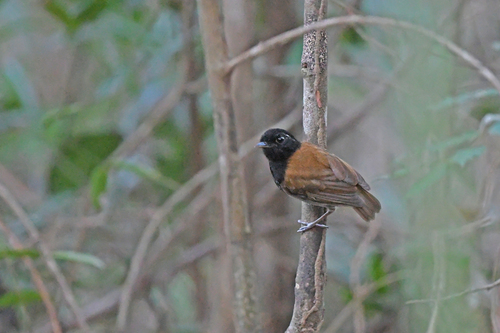 Hooded Gnateater (Conopophaga roberti), photo 9