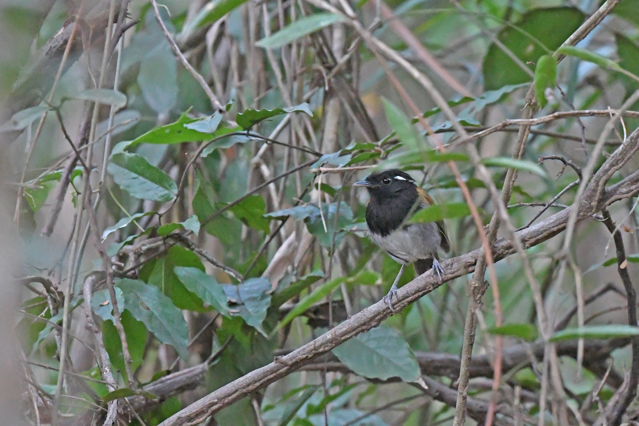Hooded Gnateater (Conopophaga roberti), photo 5