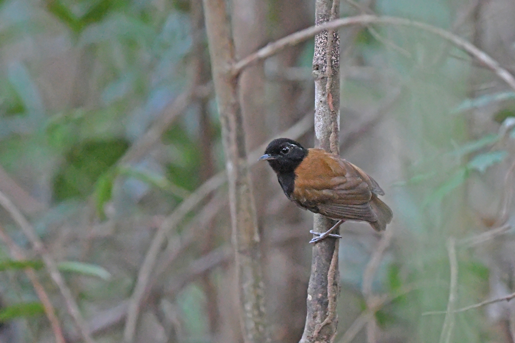 Hooded Gnateater (Conopophaga roberti), photo 6