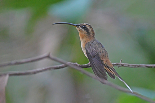 Cinnamon-throated Hermit (Phaethornis nattereri), photo 6