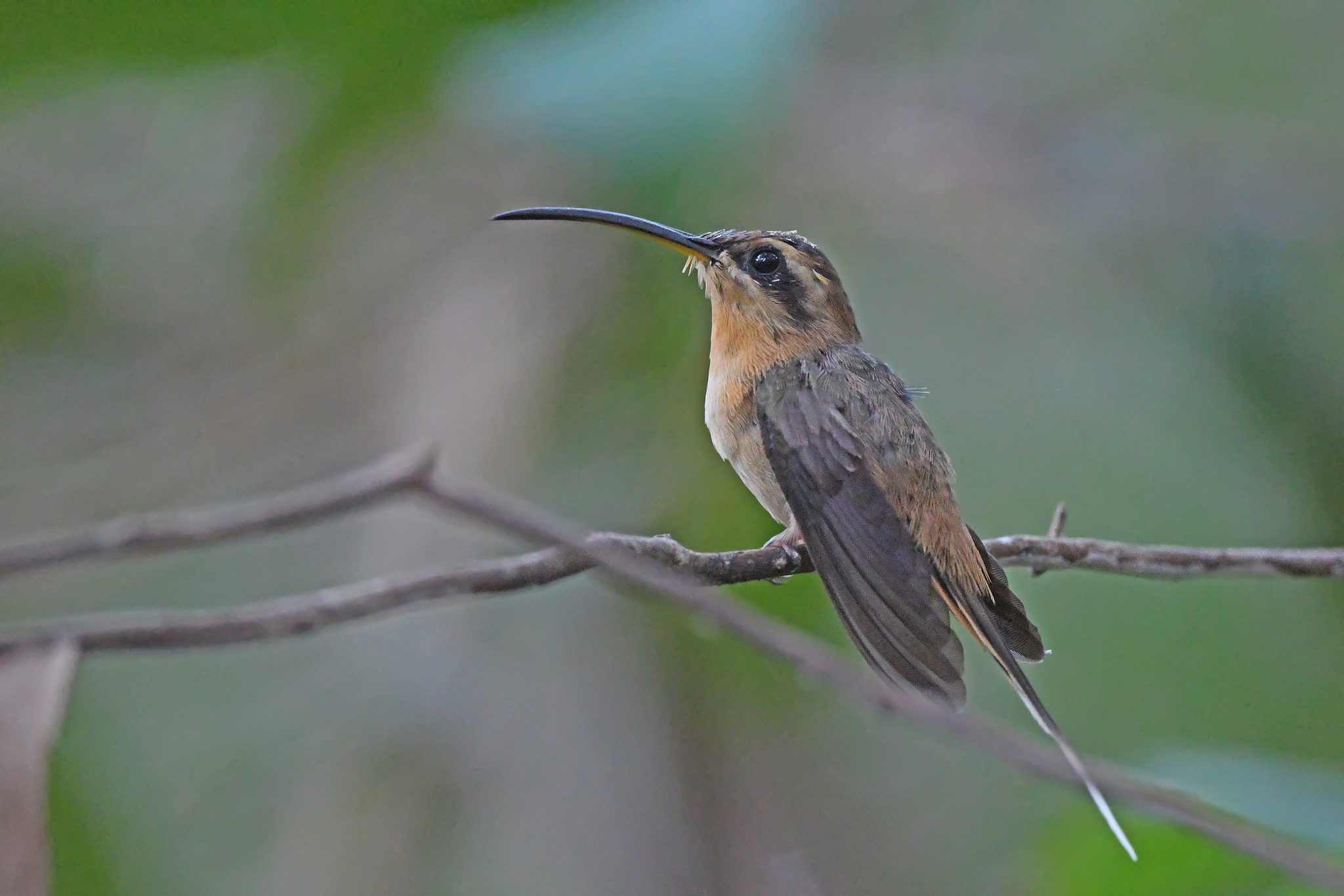 Cinnamon-throated Hermit (Phaethornis nattereri), photo 4