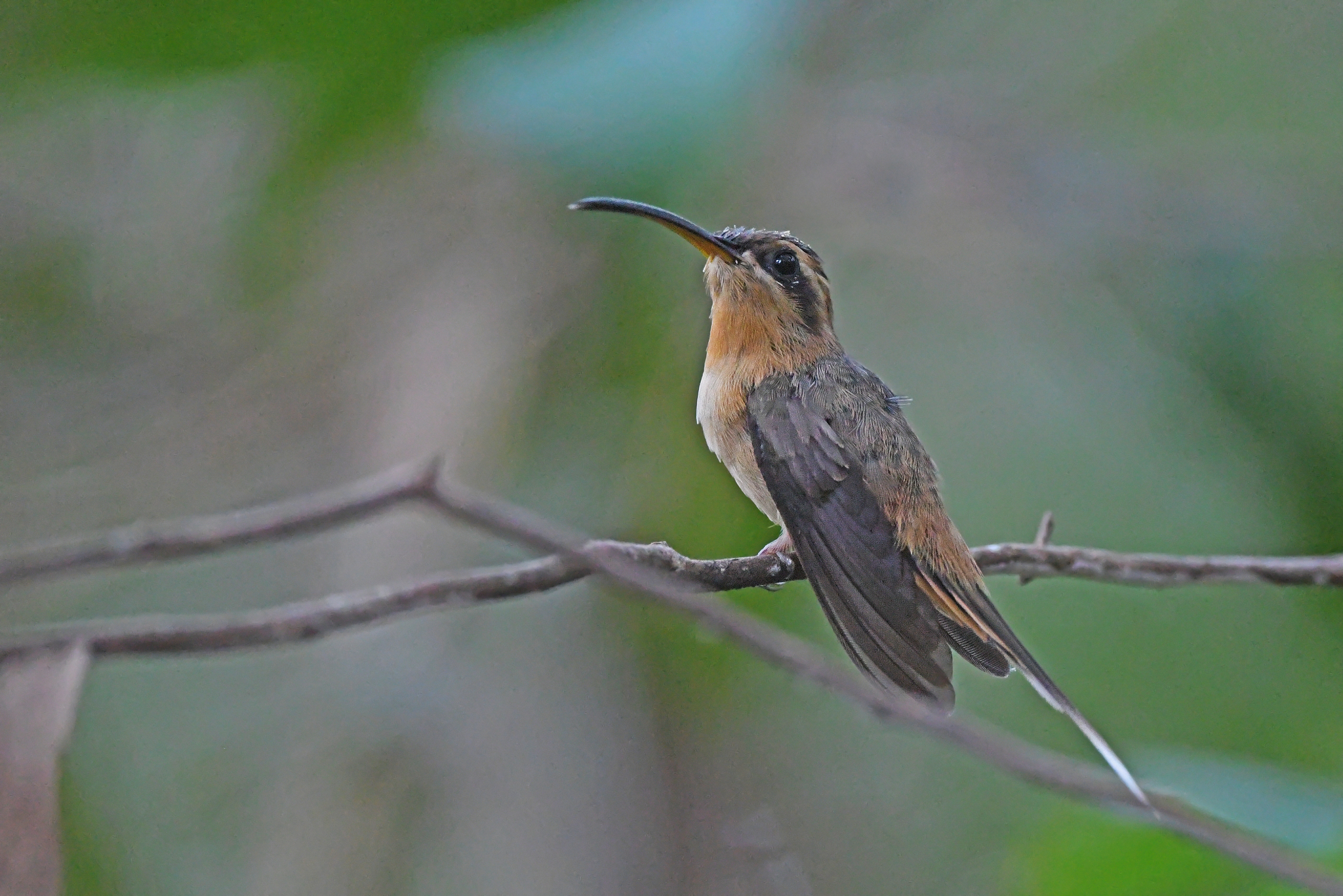 Cinnamon-throated Hermit (Phaethornis nattereri), photo 3